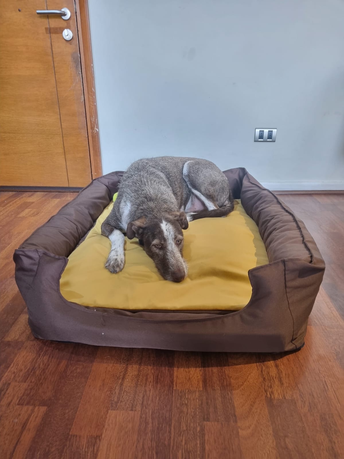 Cama Emma: Cama reversible y ergonómica para perros - Perritienda