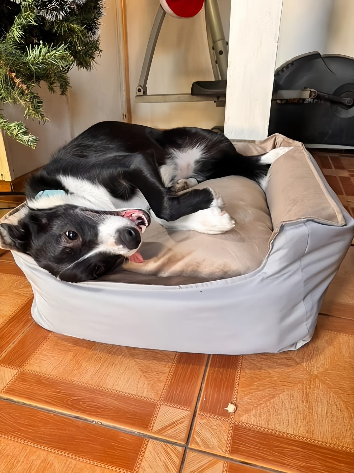Cama Emma