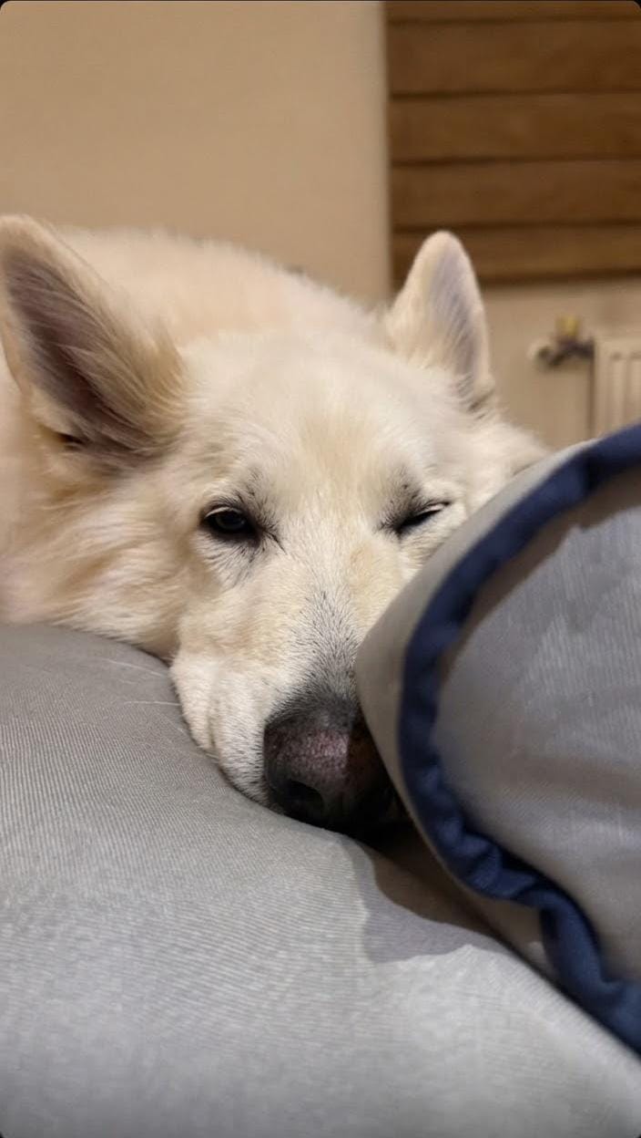 Cama Kawan Tipo C